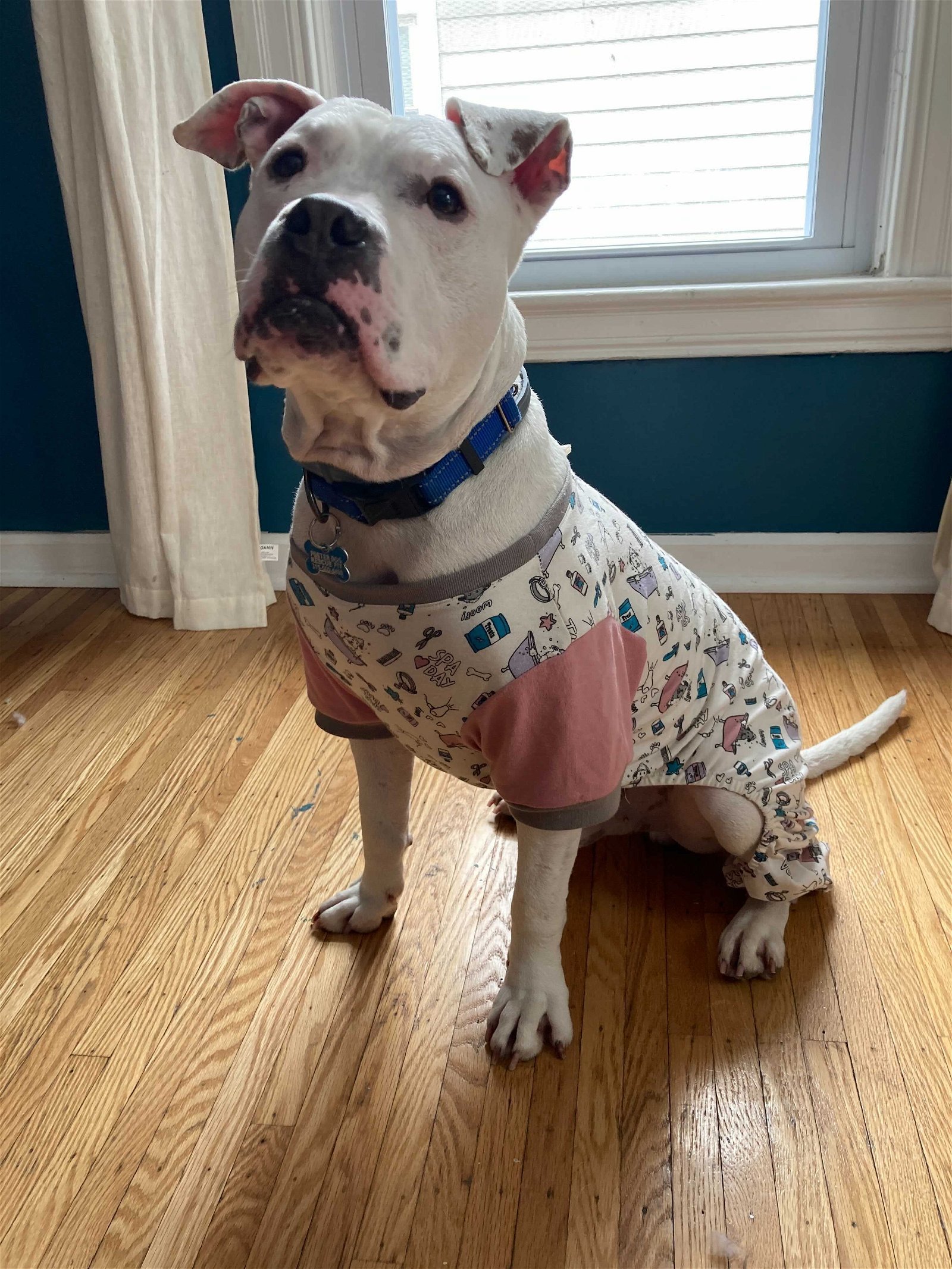 Checkers, an adoptable Pit Bull Terrier in Rochester, NY, 14610 | Photo Image 2