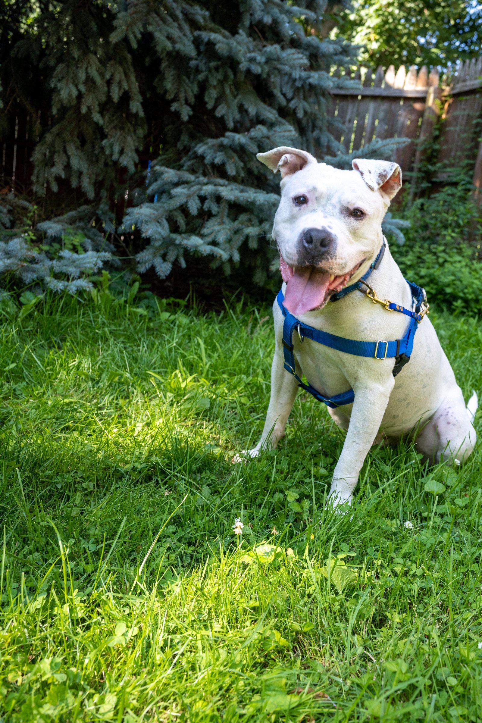 Checkers, an adoptable Pit Bull Terrier in Rochester, NY, 14610 | Photo Image 3