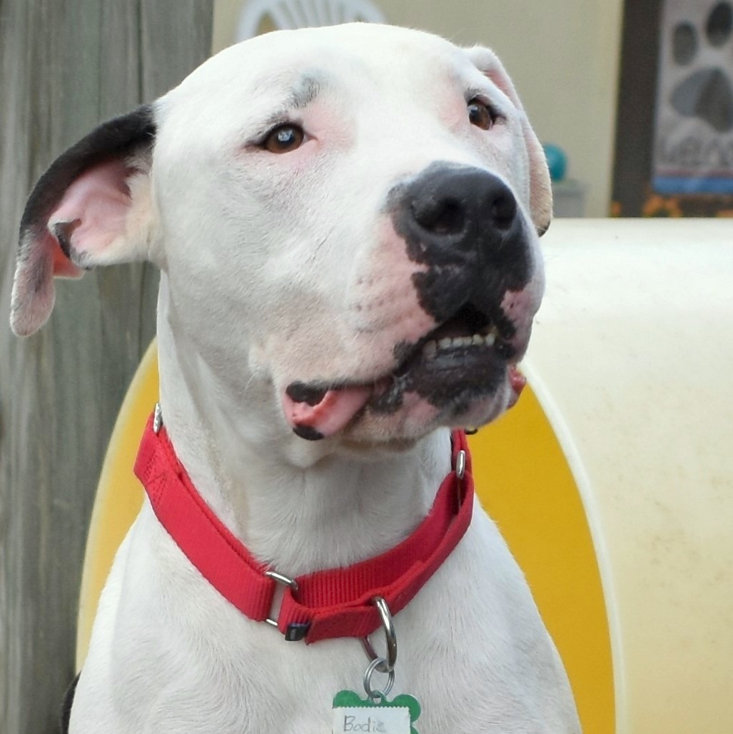 Bodie, an adoptable American Bulldog, Boxer in Anniston, AL, 36201 | Photo Image 2