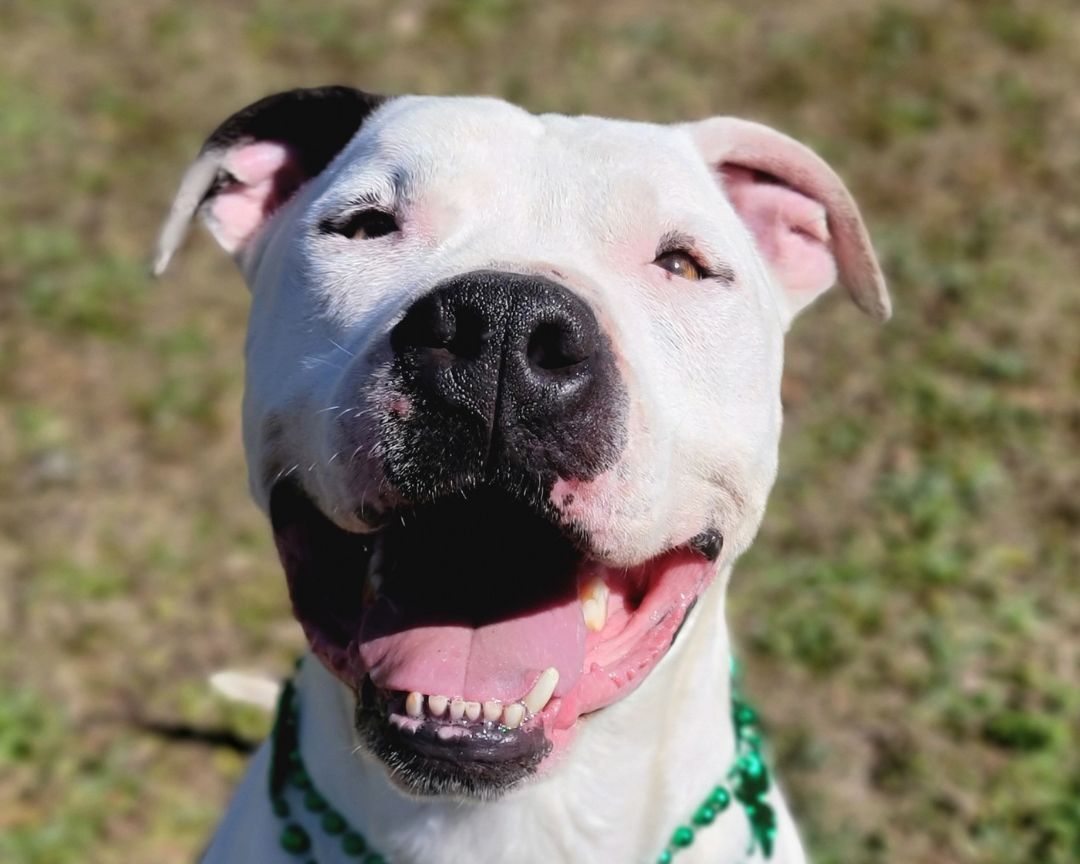 Bodie, an adoptable American Bulldog, Boxer in Anniston, AL, 36201 | Photo Image 1