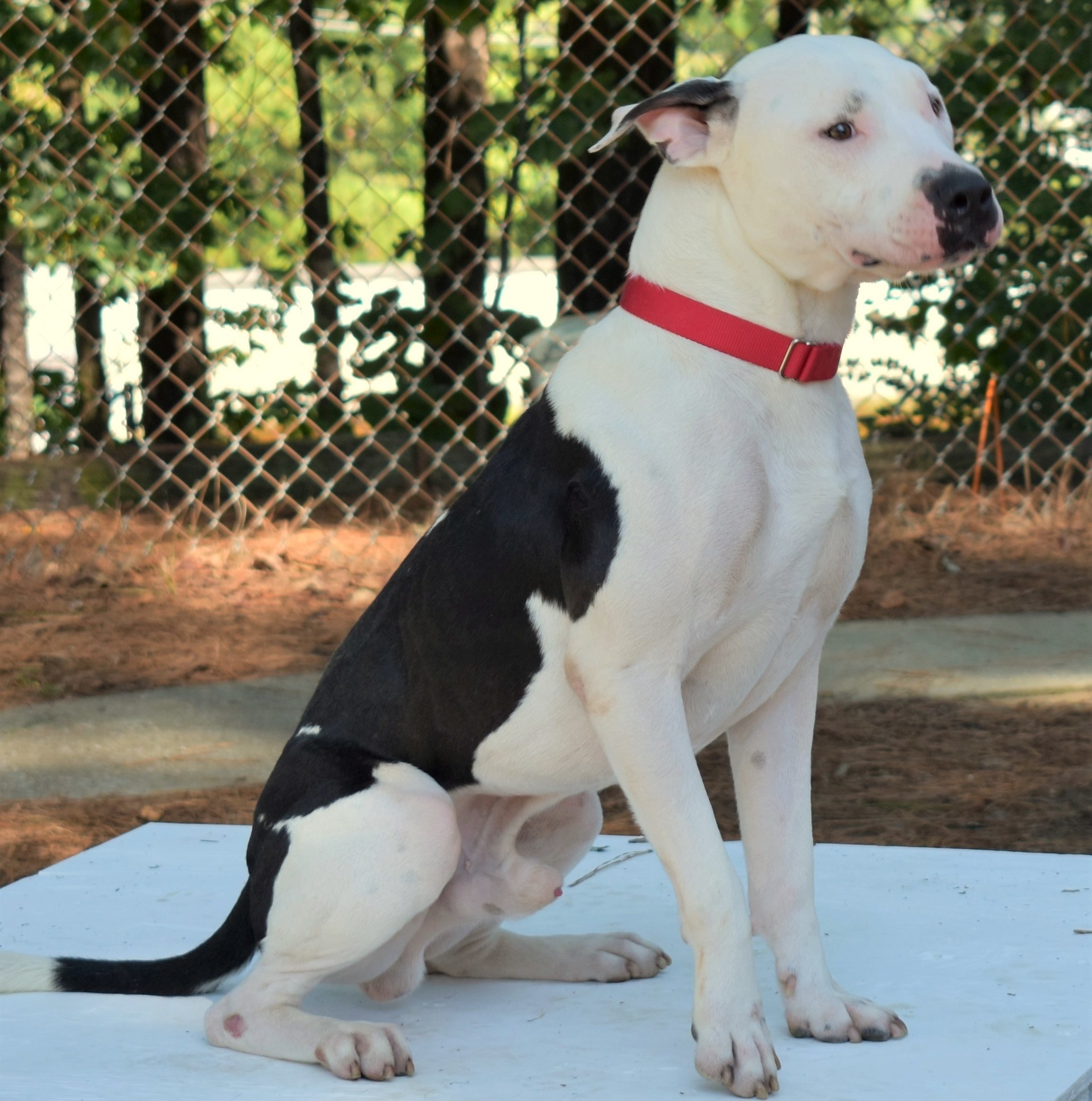 Bodie, an adoptable American Bulldog, Boxer in Anniston, AL, 36201 | Photo Image 3