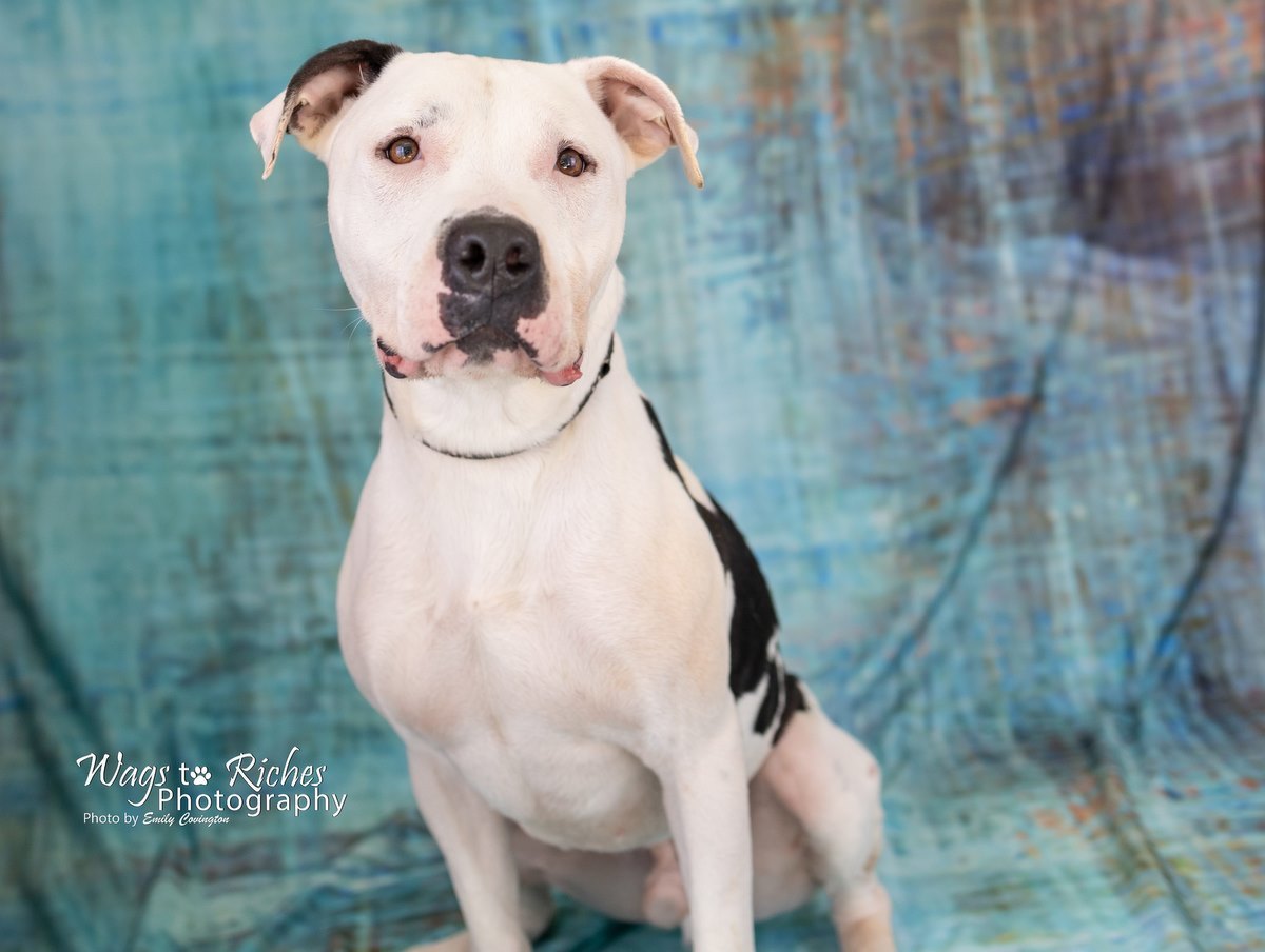 Bodie, an adoptable American Bulldog, Boxer in Anniston, AL, 36201 | Photo Image 4