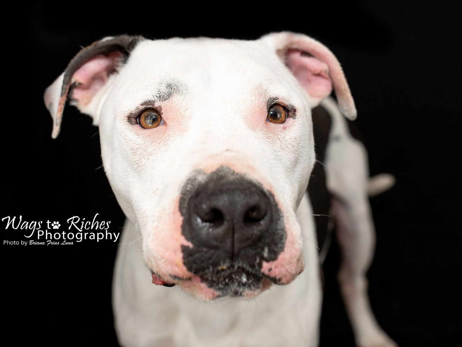 Bodie, an adoptable American Bulldog, Boxer in Anniston, AL, 36201 | Photo Image 5