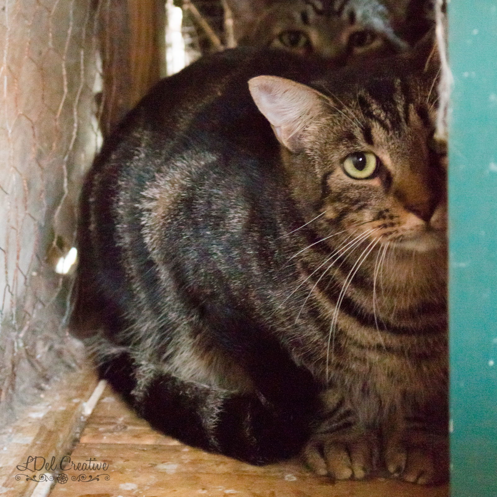 Mr. Kitty, an adoptable American Shorthair in Shreveport, LA, 71119 | Photo Image 1