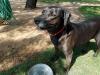 L. Bonnie, an adoptable Black Labrador Retriever, Cattle Dog in San Antonio, TX, 78245 | Photo Image 2