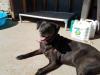 L. Bonnie, an adoptable Black Labrador Retriever, Cattle Dog in San Antonio, TX, 78245 | Photo Image 3