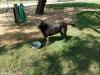 L. Bonnie, an adoptable Black Labrador Retriever, Cattle Dog in San Antonio, TX, 78245 | Photo Image 4