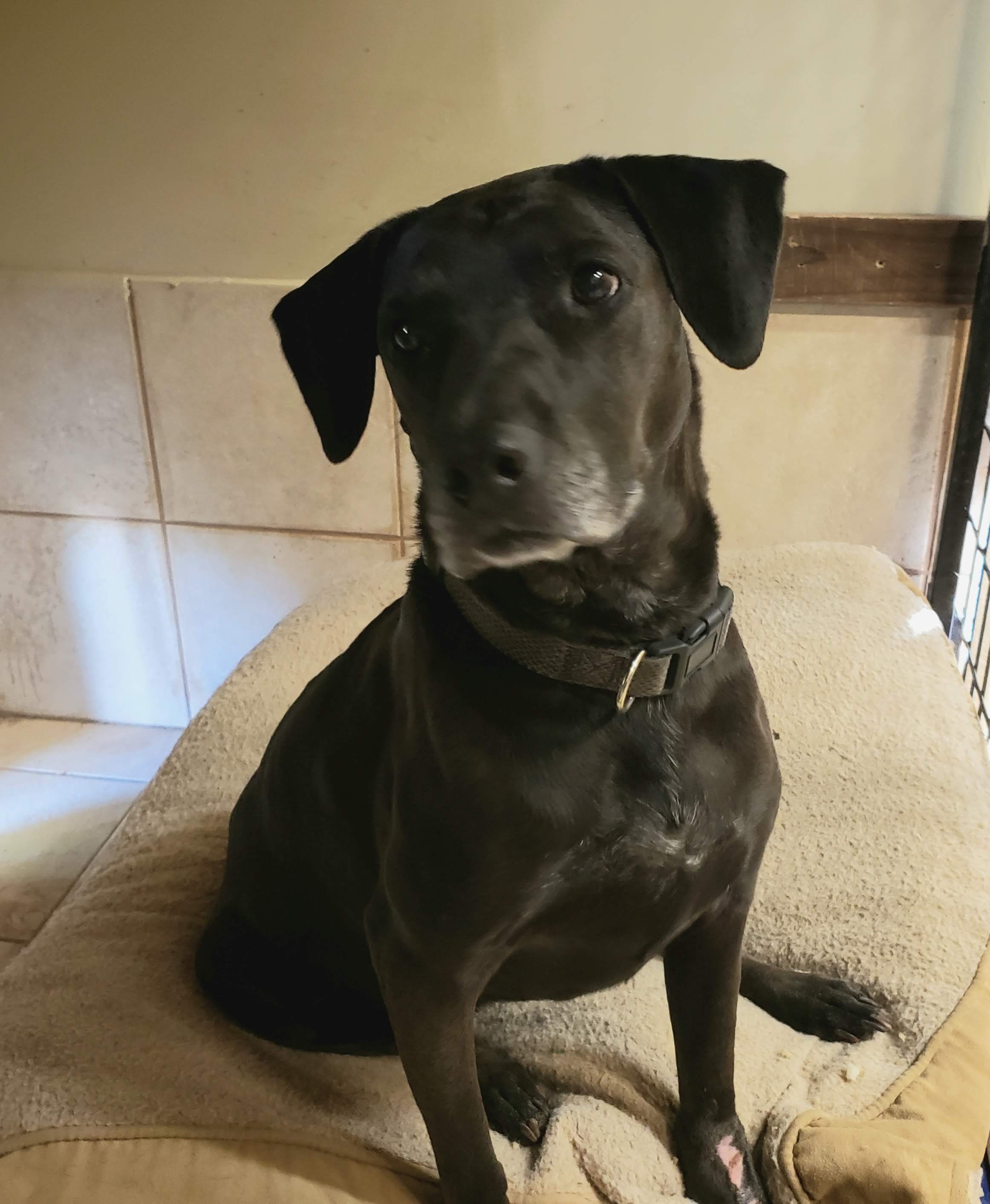 L. Bonnie, an adoptable Black Labrador Retriever, Cattle Dog in San Antonio, TX, 78245 | Photo Image 1