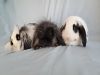 Fergus photo 4