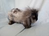 Fergus photo 5