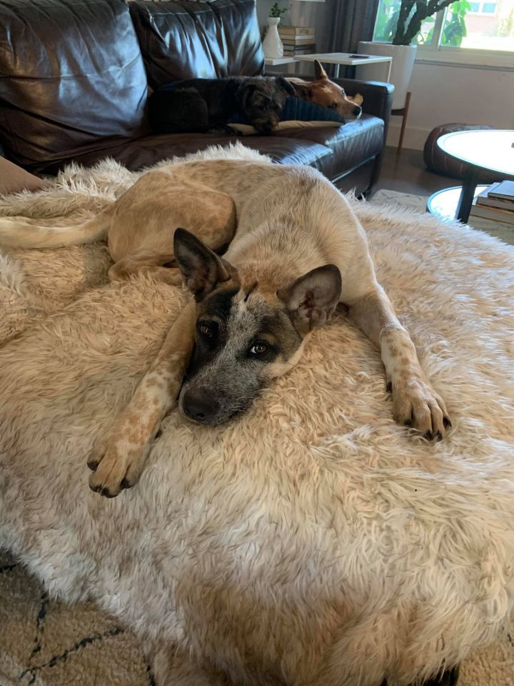 Dog for adoption - Inca, an Australian Cattle Dog / Blue ...