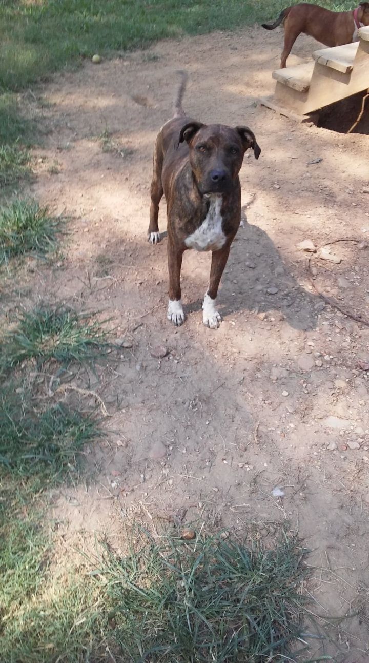 Dog for adoption Booger, a Mixed Breed in Paragould, AR Petfinder