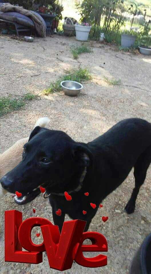 Onyx, an adoptable Labrador Retriever in Paragould, AR, 72450 | Photo Image 1