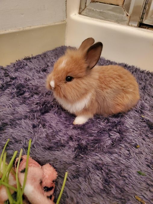 Bunnies up for store adoption near me