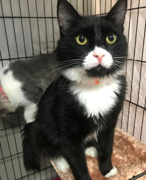 Where Have All The Good Times Gone (bonded pair), an adoptable Domestic Medium Hair Mix in Redmond, WA