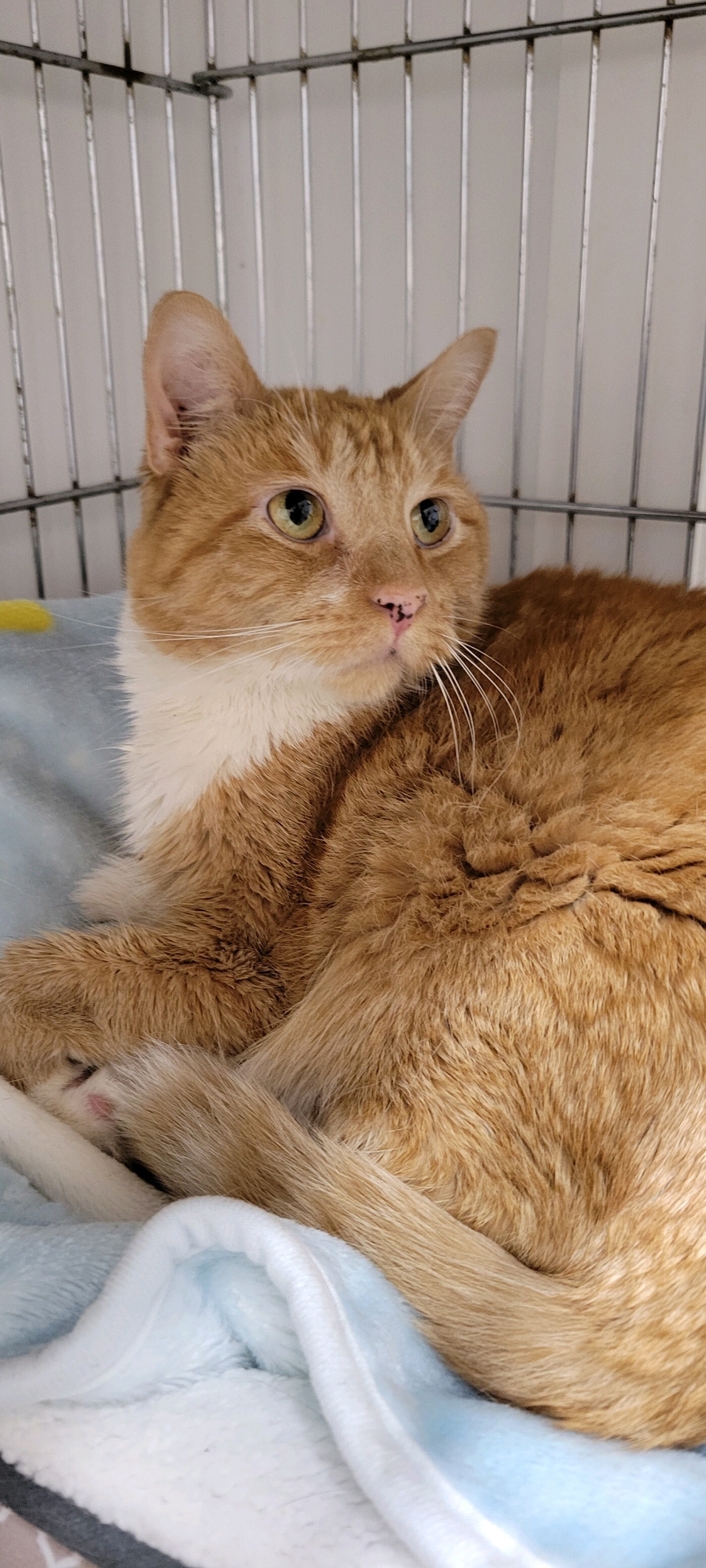 Caesar, an adoptable Domestic Short Hair in Manchester, NH, 03102 | Photo Image 4