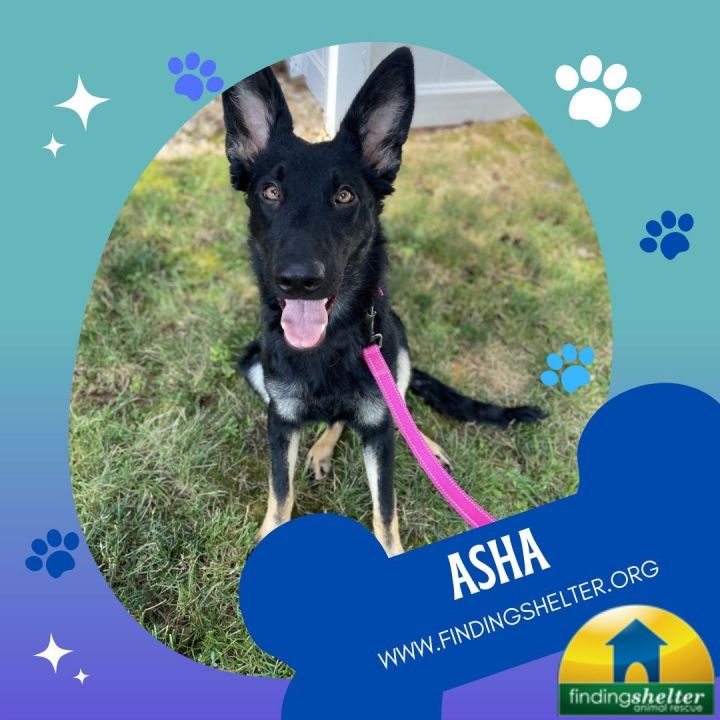 Dog for adoption - Asha, a German Shepherd Dog in Norristown, PA ...