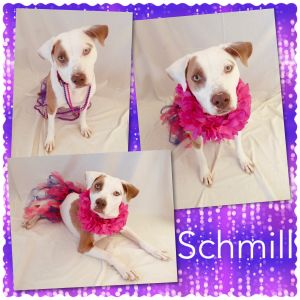 Schmill - Pawsitive Direction Program