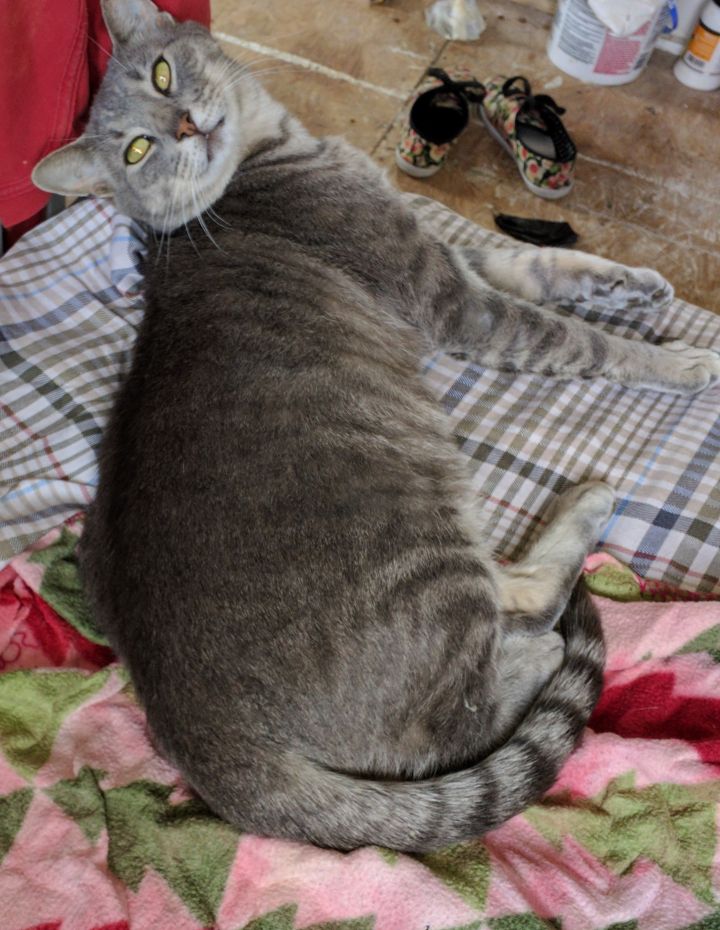 Russian blue tabby store cat