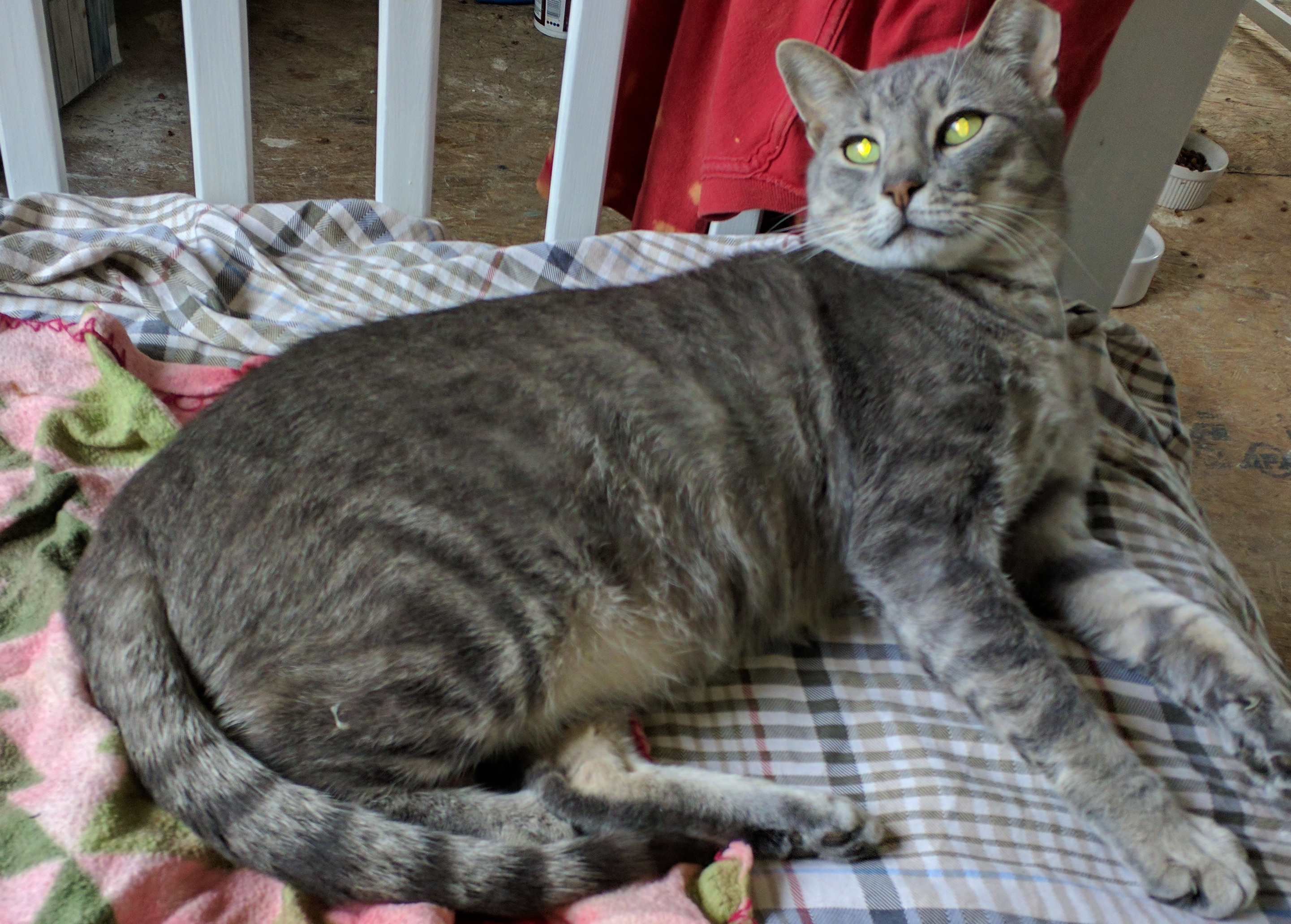 Mr Grey, an adoptable Russian Blue, Tabby in Dallas, TX, 75229 | Photo Image 2