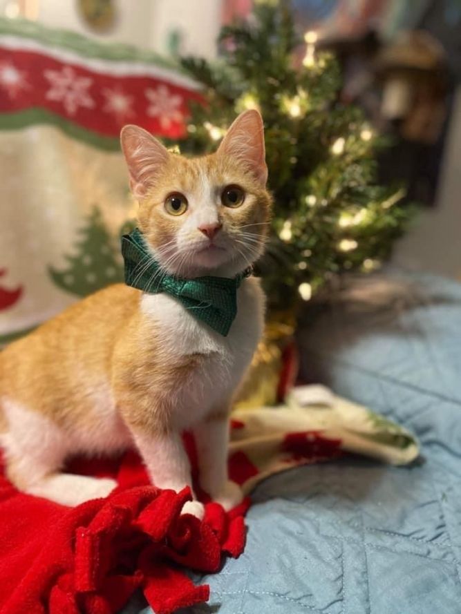 Cat for adoption - Brisk, a Domestic Short Hair Mix in ...