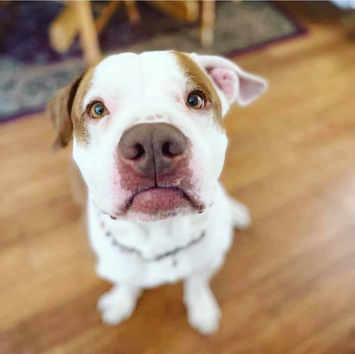 Xavier, an adoptable American Staffordshire Terrier, Pit Bull Terrier in Massillon, OH, 44646 | Photo Image 2