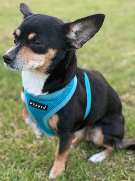 PENELOPE, an adoptable Rat Terrier, Dachshund in PLANO, TX, 75093 | Photo Image 1