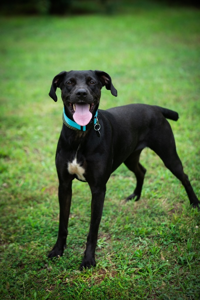 Emma, an adoptable Pointer, Labrador Retriever in Forsyth, GA, 31029 | Photo Image 1