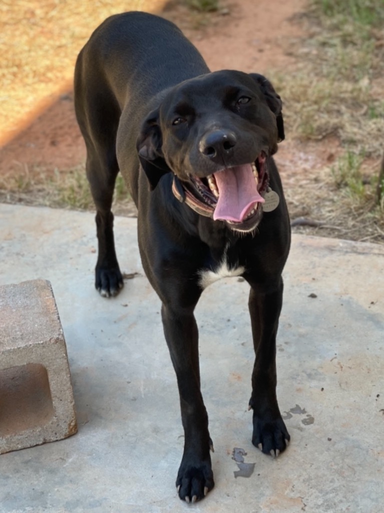 Emma, an adoptable Pointer, Labrador Retriever in Forsyth, GA, 31029 | Photo Image 2