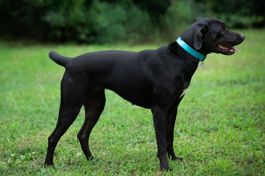 Emma, an adoptable Pointer, Labrador Retriever in Forsyth, GA, 31029 | Photo Image 3
