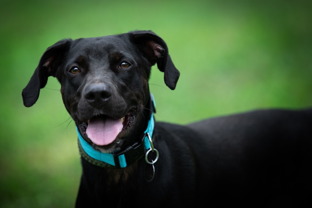 Emma, an adoptable Pointer, Labrador Retriever in Forsyth, GA, 31029 | Photo Image 4