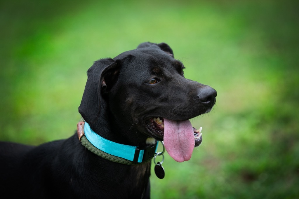 Emma, an adoptable Pointer, Labrador Retriever in Forsyth, GA, 31029 | Photo Image 5