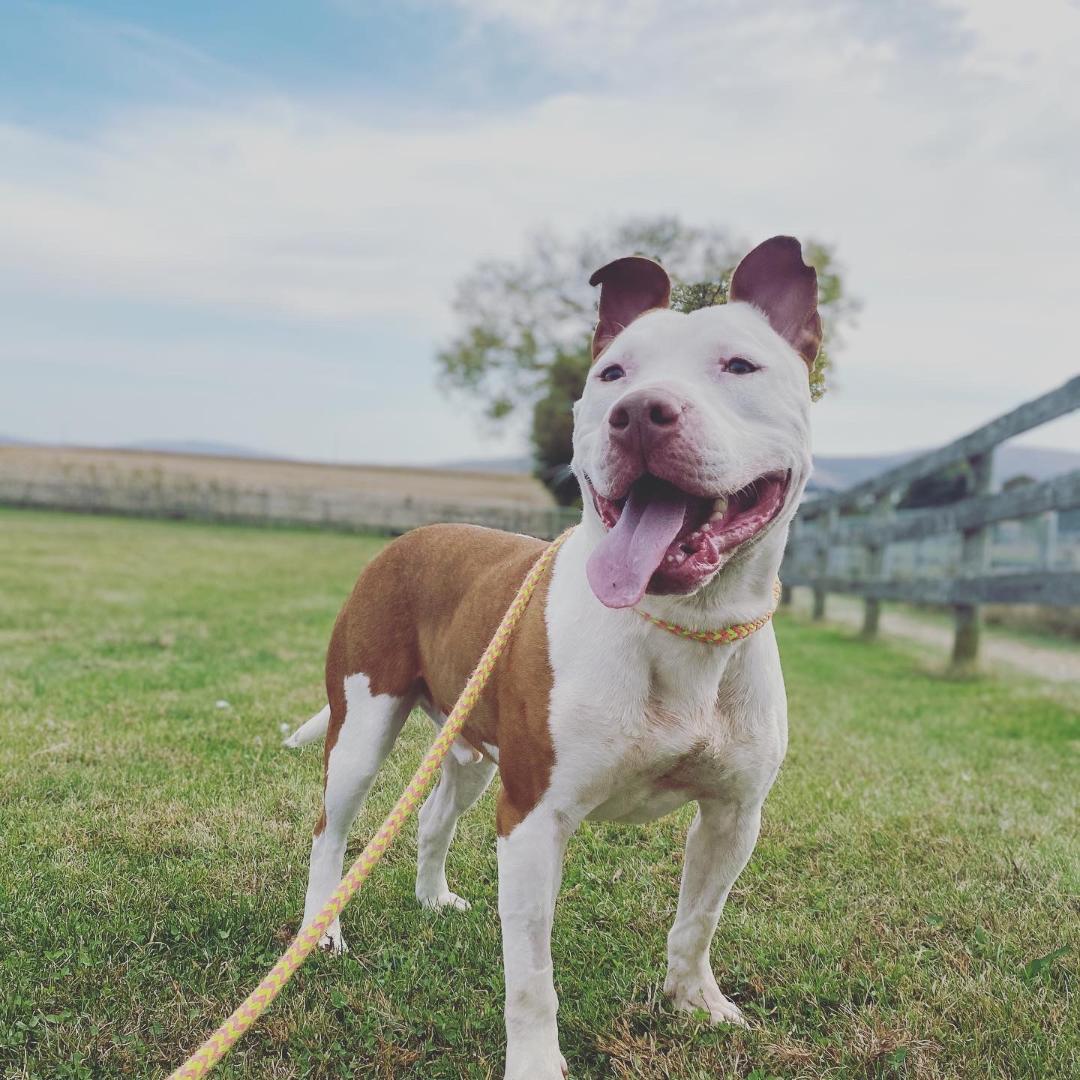 Petey, an adoptable American Staffordshire Terrier in Mechanicsburg, PA, 17055 | Photo Image 1