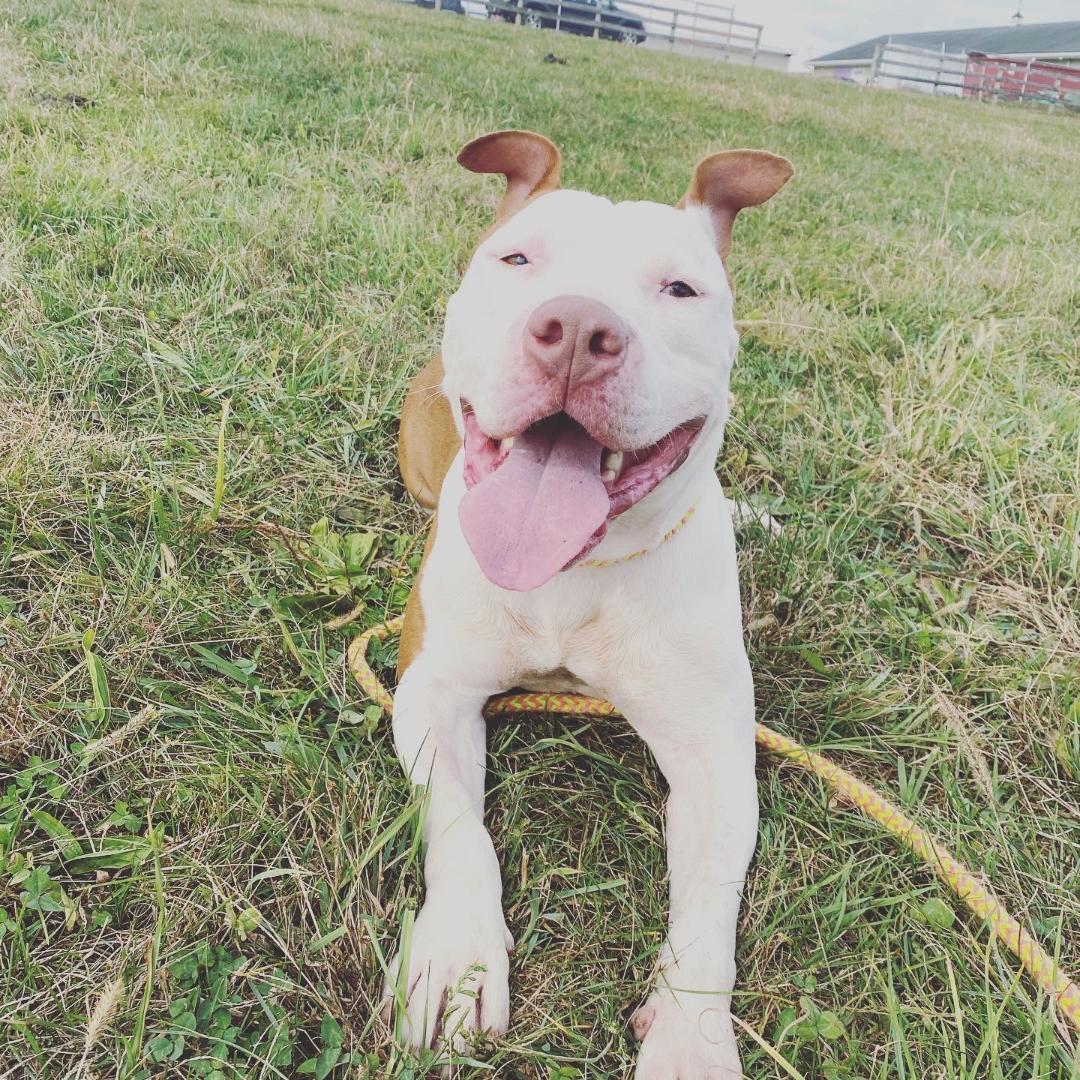 Petey, an adoptable American Staffordshire Terrier in Mechanicsburg, PA, 17055 | Photo Image 2