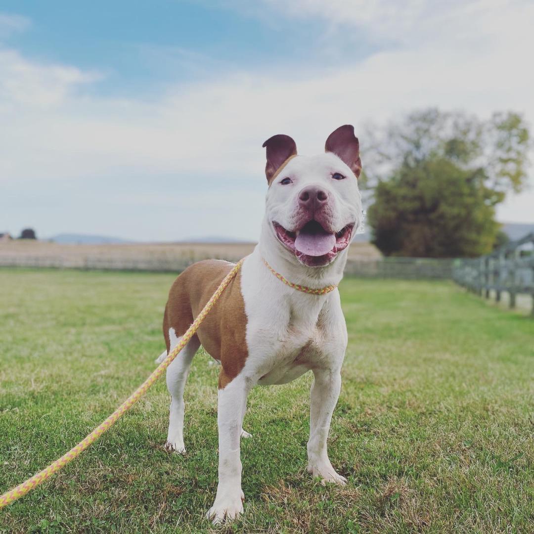 Petey, an adoptable American Staffordshire Terrier in Mechanicsburg, PA, 17055 | Photo Image 4