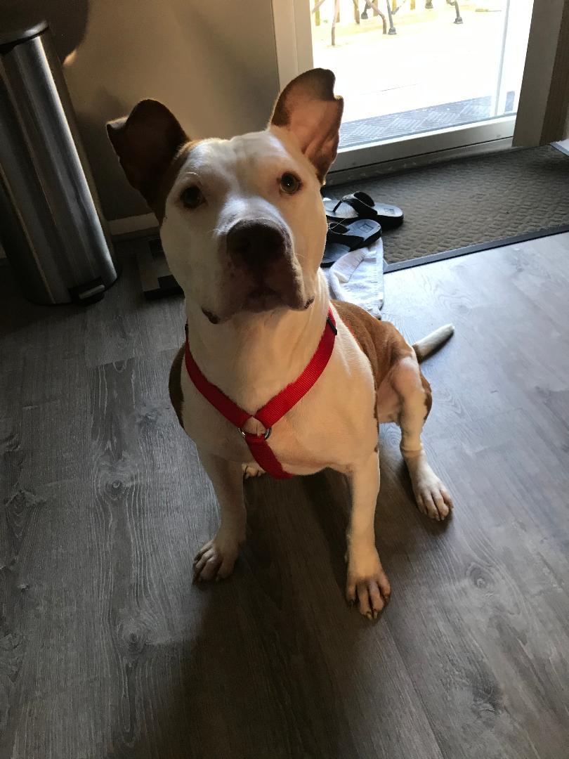 Petey, an adoptable American Staffordshire Terrier in Mechanicsburg, PA, 17055 | Photo Image 4