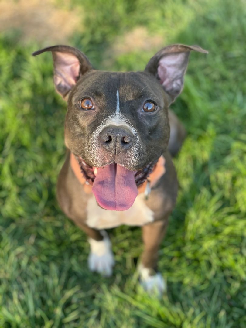 Winnie, an adoptable Pit Bull Terrier in Rochester , NY, 14624 | Photo Image 2