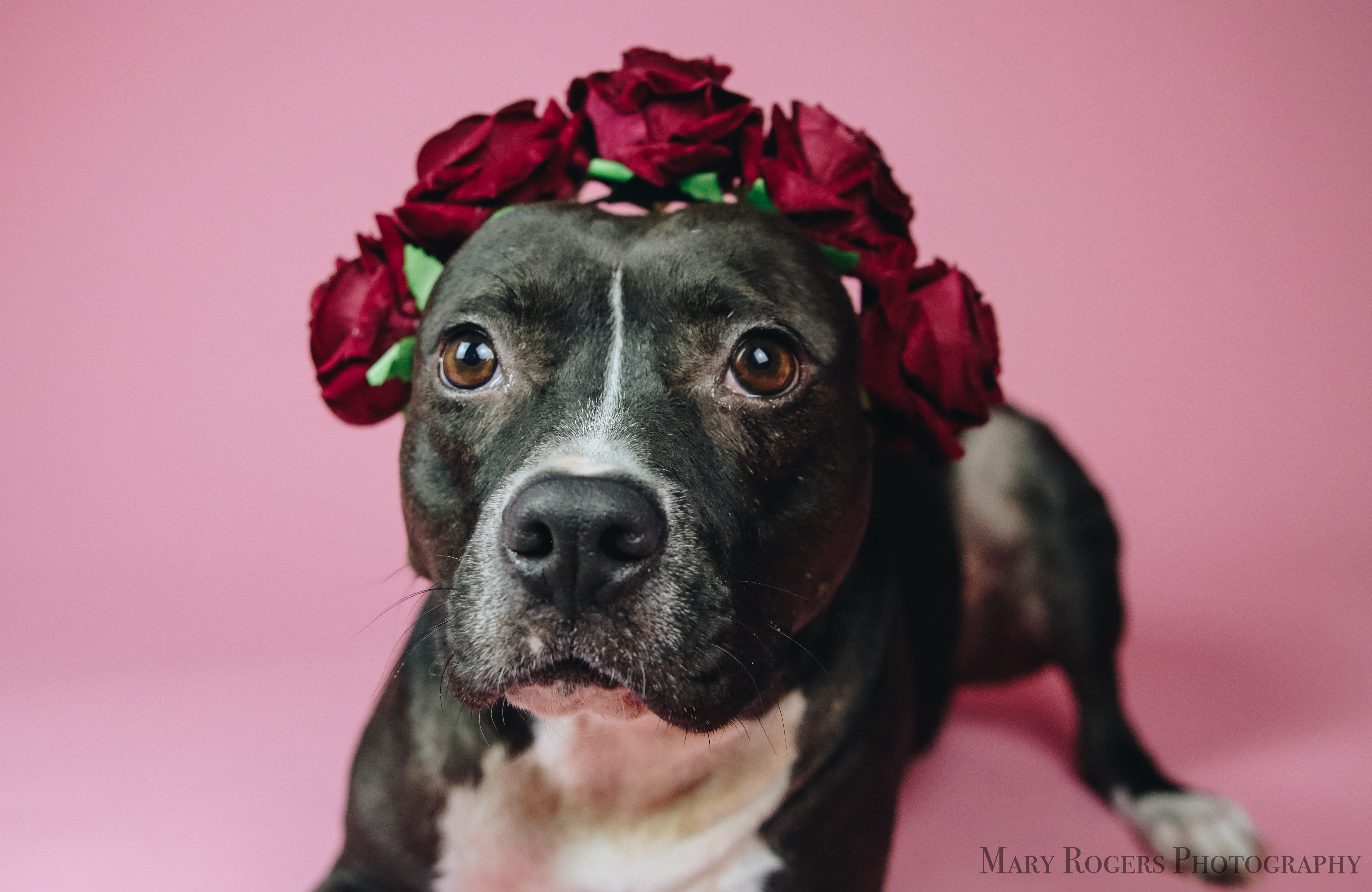 Winnie, an adoptable Pit Bull Terrier in Rochester , NY, 14624 | Photo Image 1