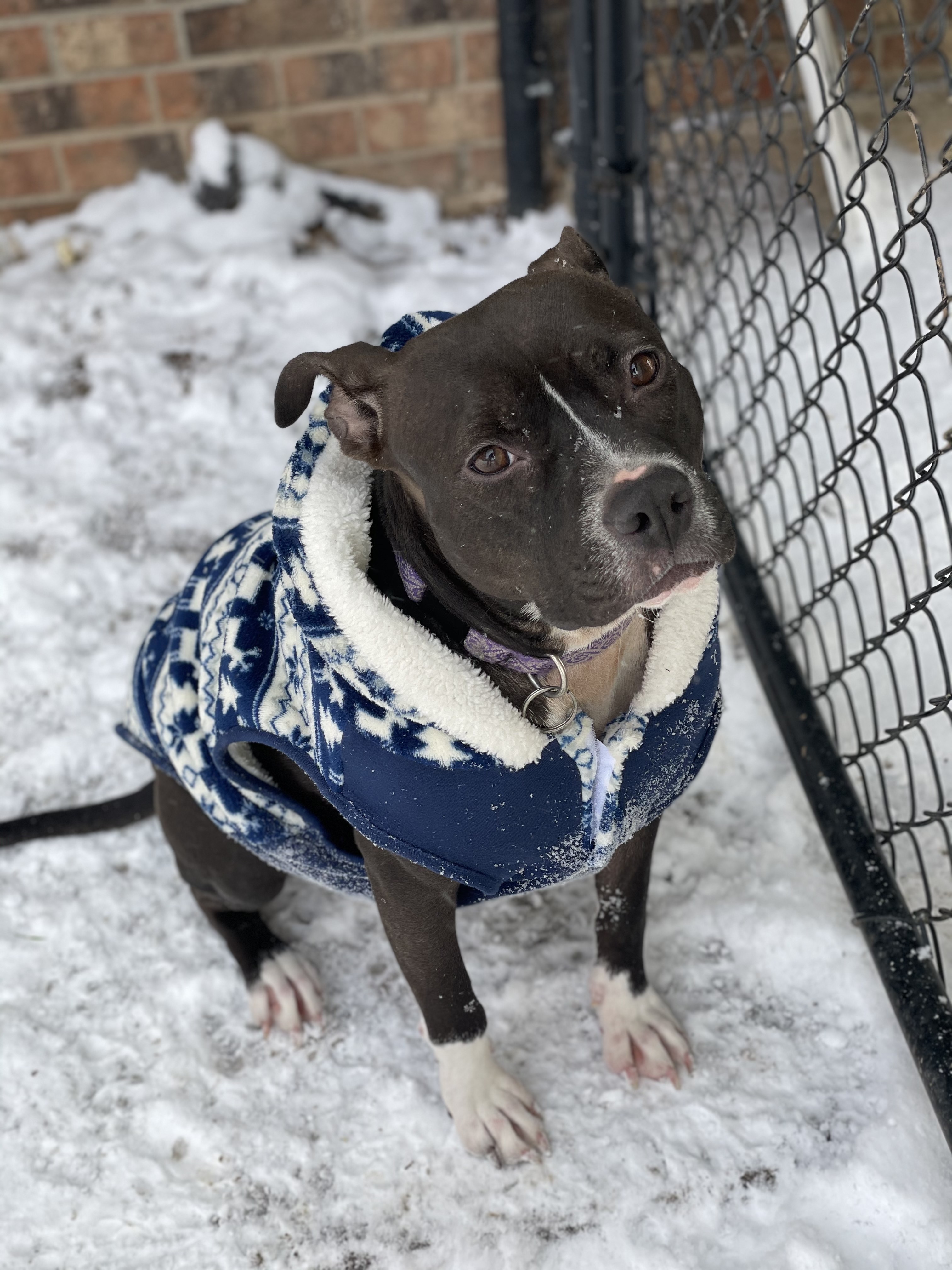 Winnie, an adoptable Pit Bull Terrier in Rochester , NY, 14624 | Photo Image 4