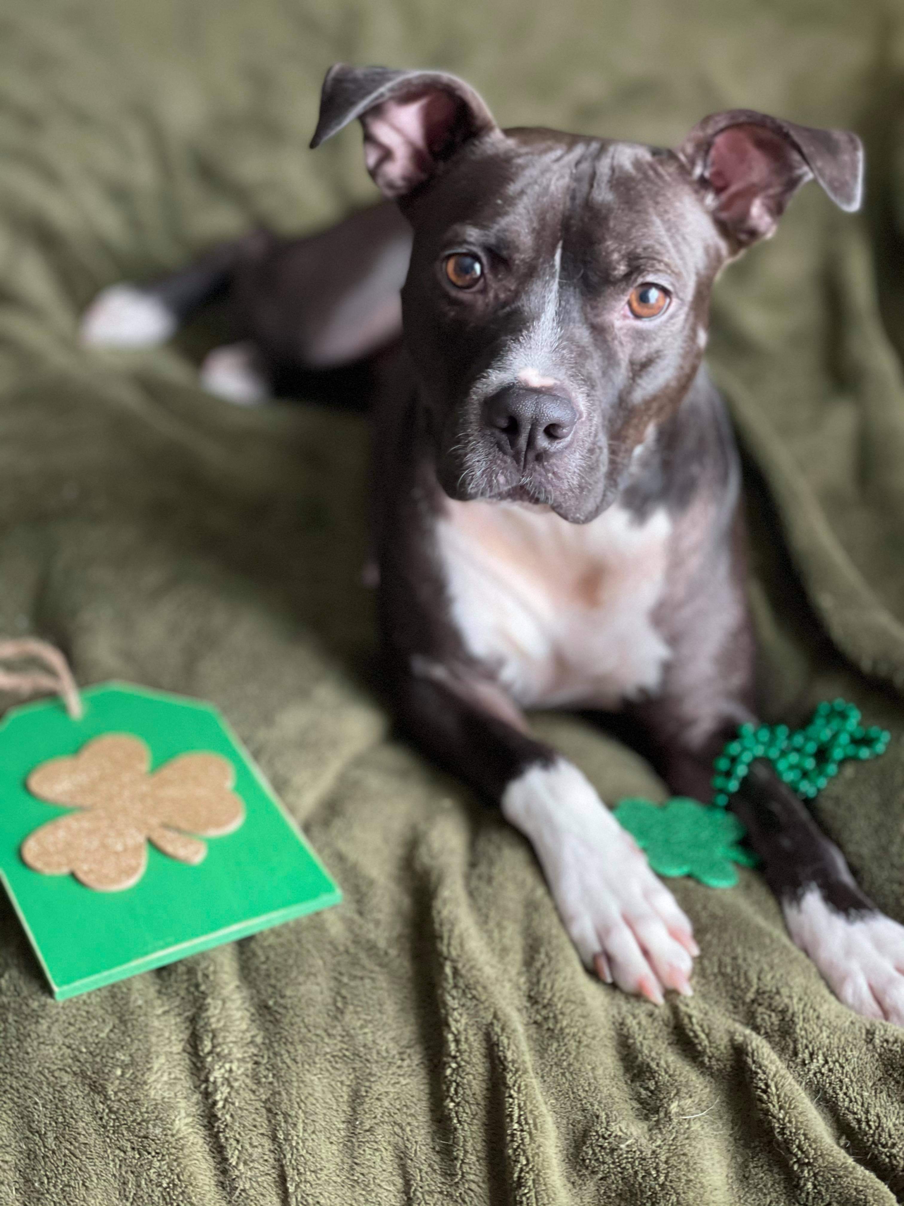 Winnie, an adoptable Pit Bull Terrier in Rochester , NY, 14624 | Photo Image 5