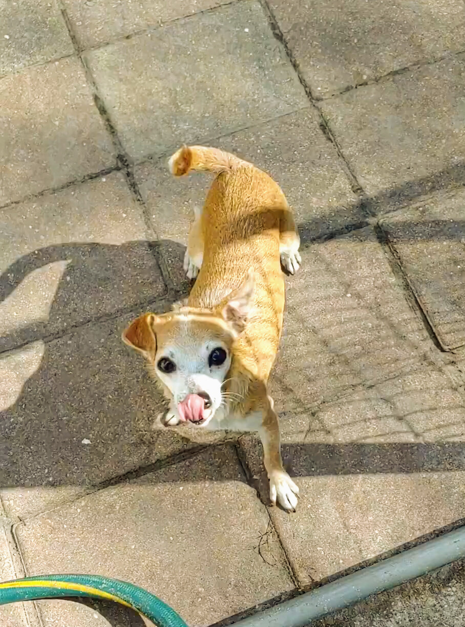 Georgie, an adoptable Chihuahua in Punta Gorda , FL, 33982 | Photo Image 2