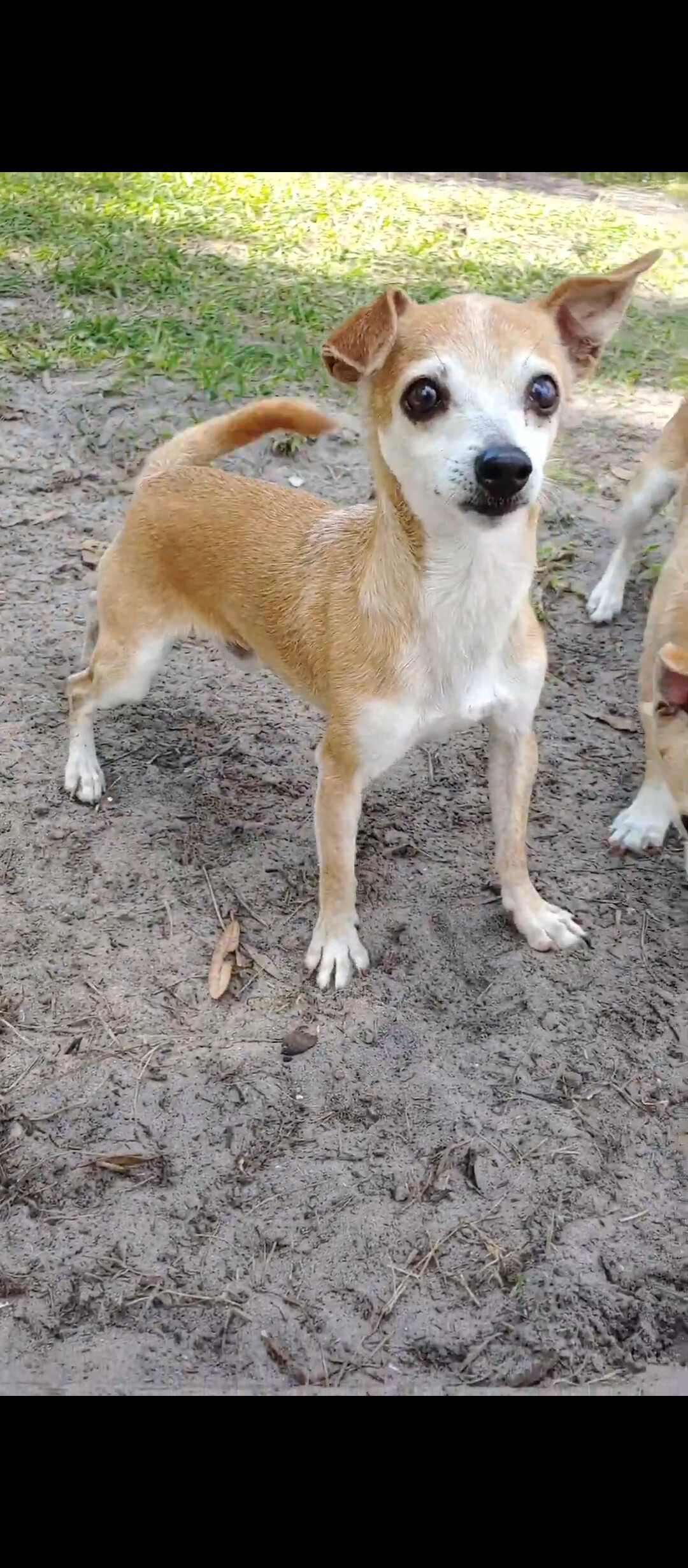 Georgie, an adoptable Chihuahua in Punta Gorda , FL, 33982 | Photo Image 3