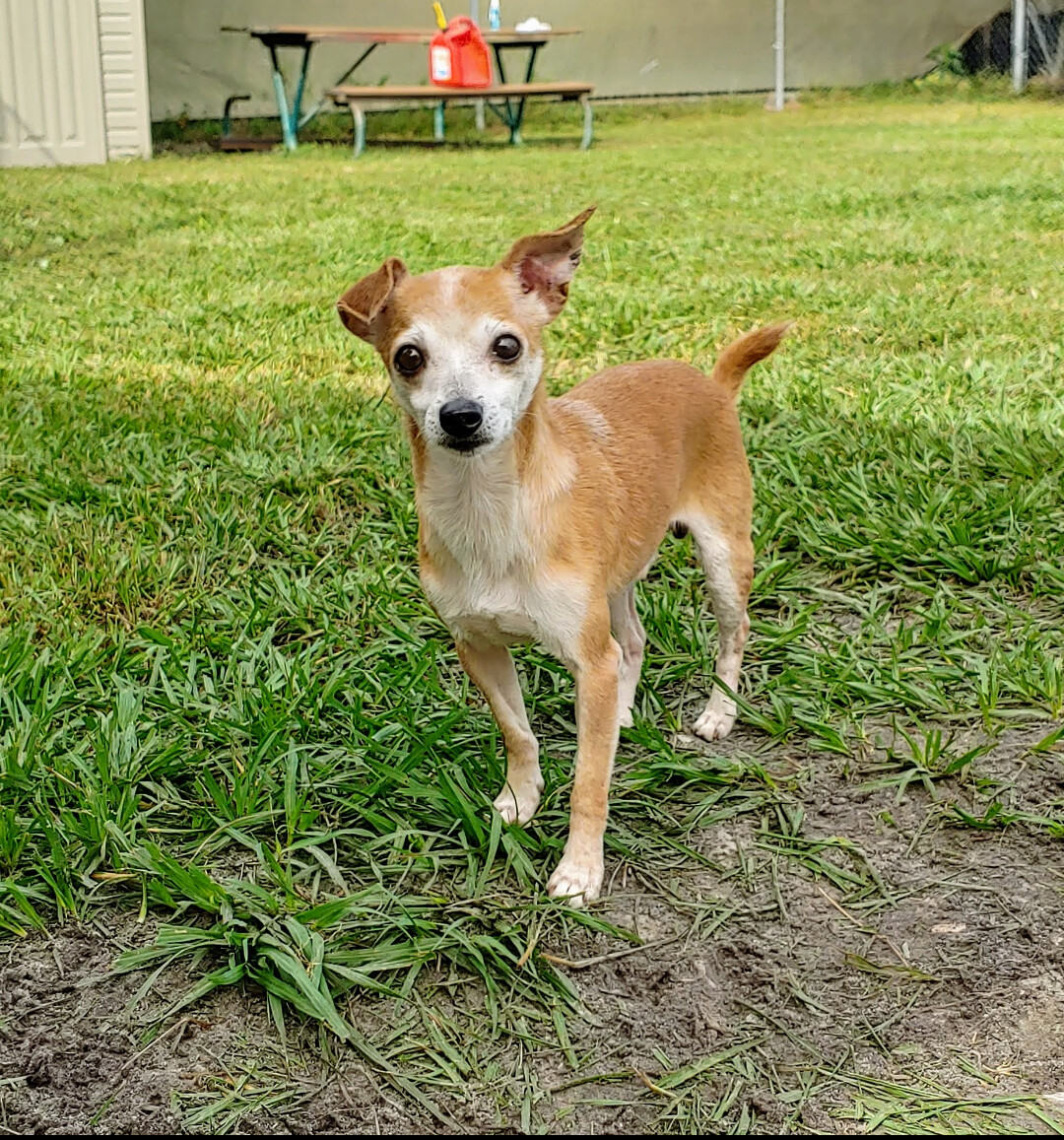 Georgie, an adoptable Chihuahua in Punta Gorda , FL, 33982 | Photo Image 4