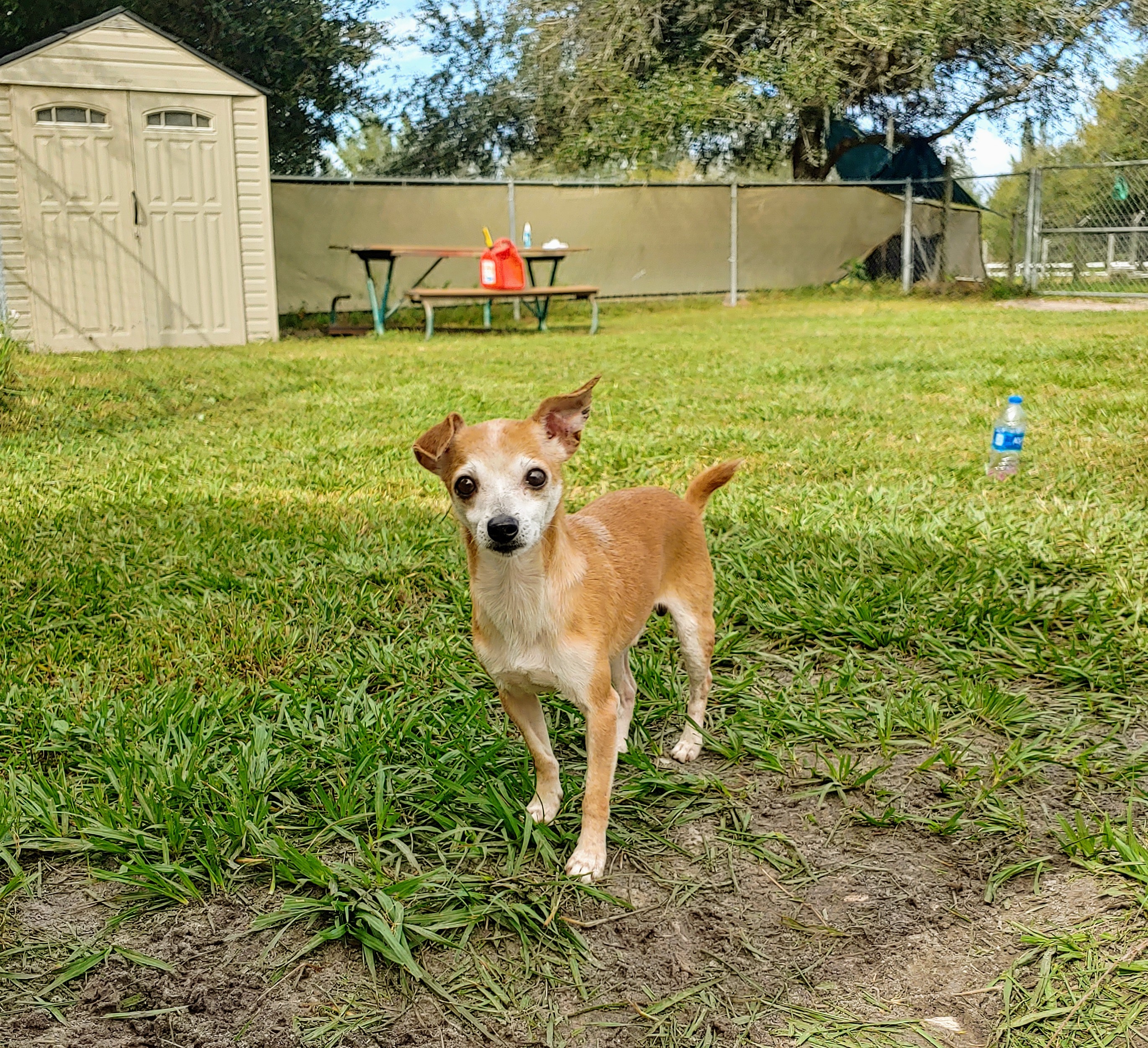 Georgie, an adoptable Chihuahua in Punta Gorda , FL, 33982 | Photo Image 1