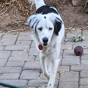 Garbo, an adoptable English Setter in Salt Lake City, UT, 84101 | Photo Image 5