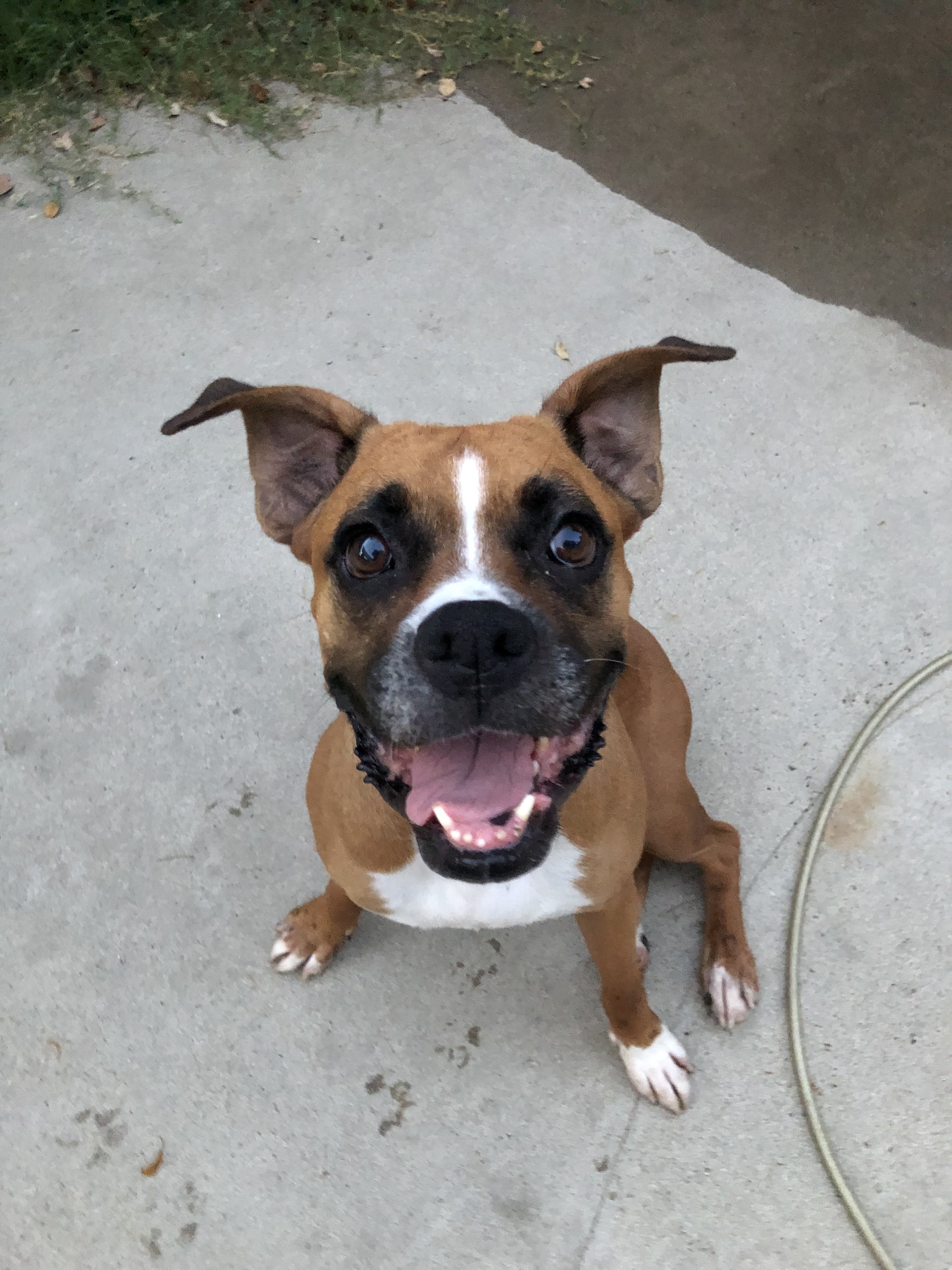 Sookie, an adoptable Boxer in Bakersfield, CA, 93306 | Photo Image 1