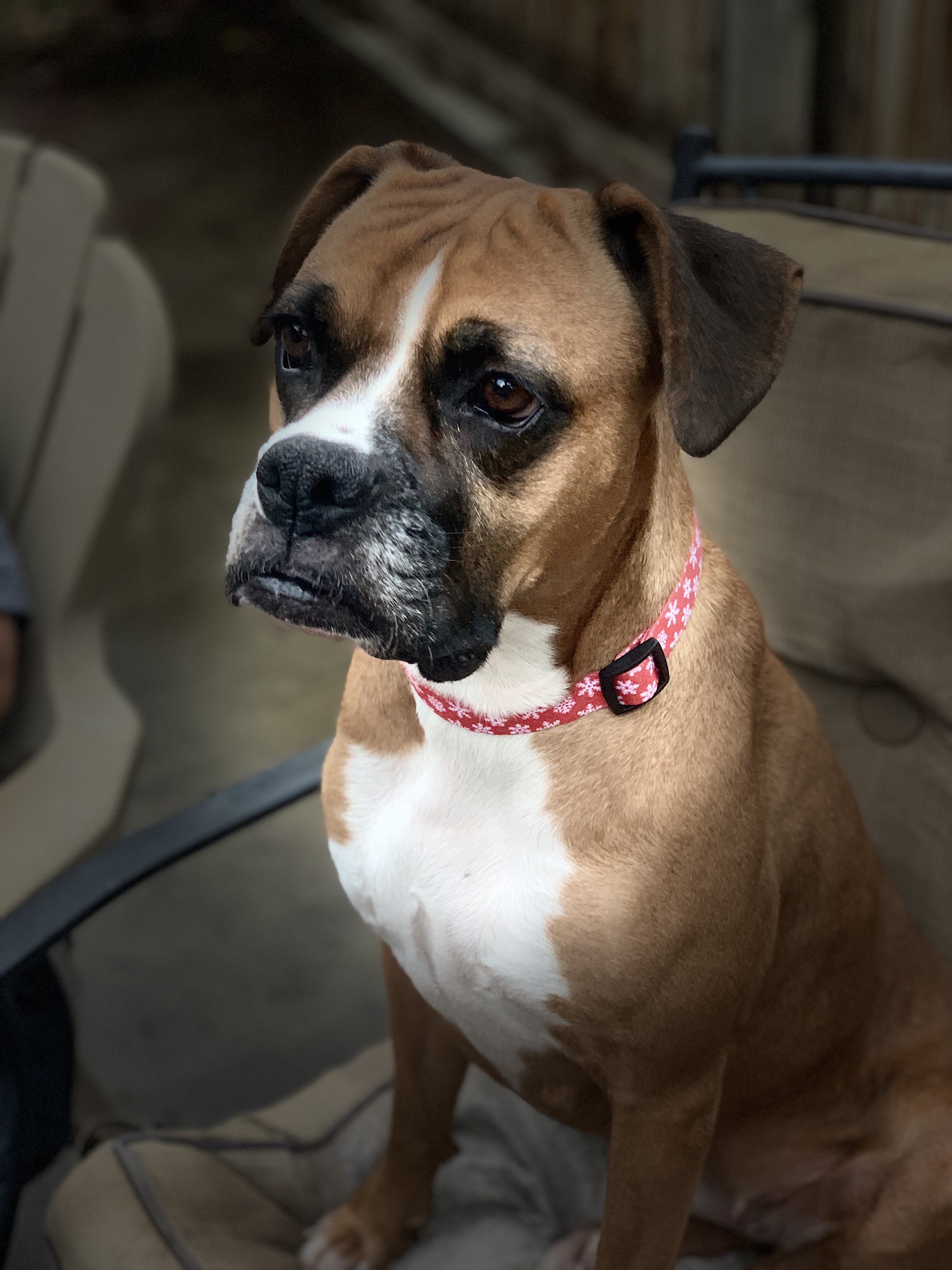 Sookie, an adoptable Boxer in Bakersfield, CA, 93306 | Photo Image 2