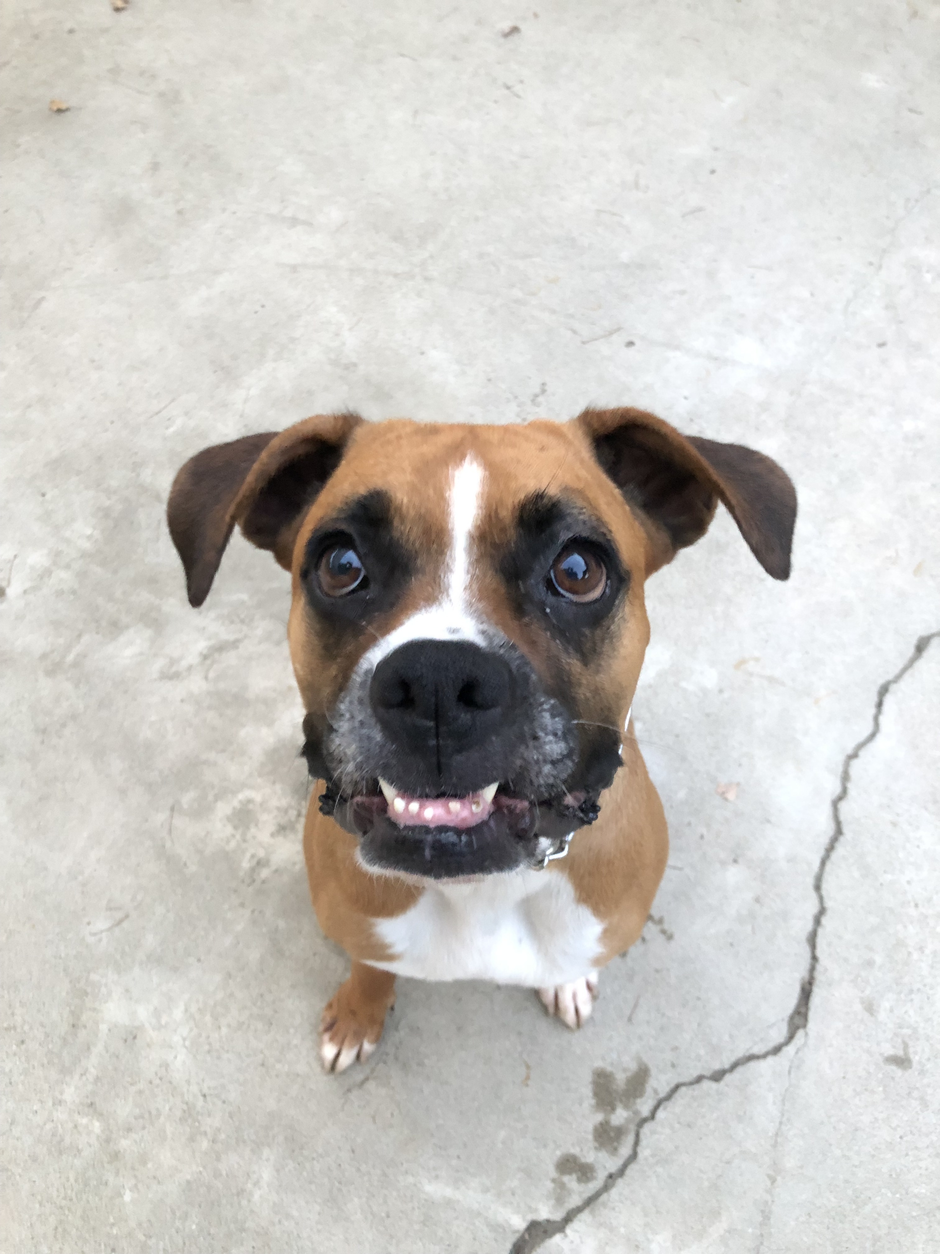 Sookie, an adoptable Boxer in Bakersfield, CA, 93306 | Photo Image 3