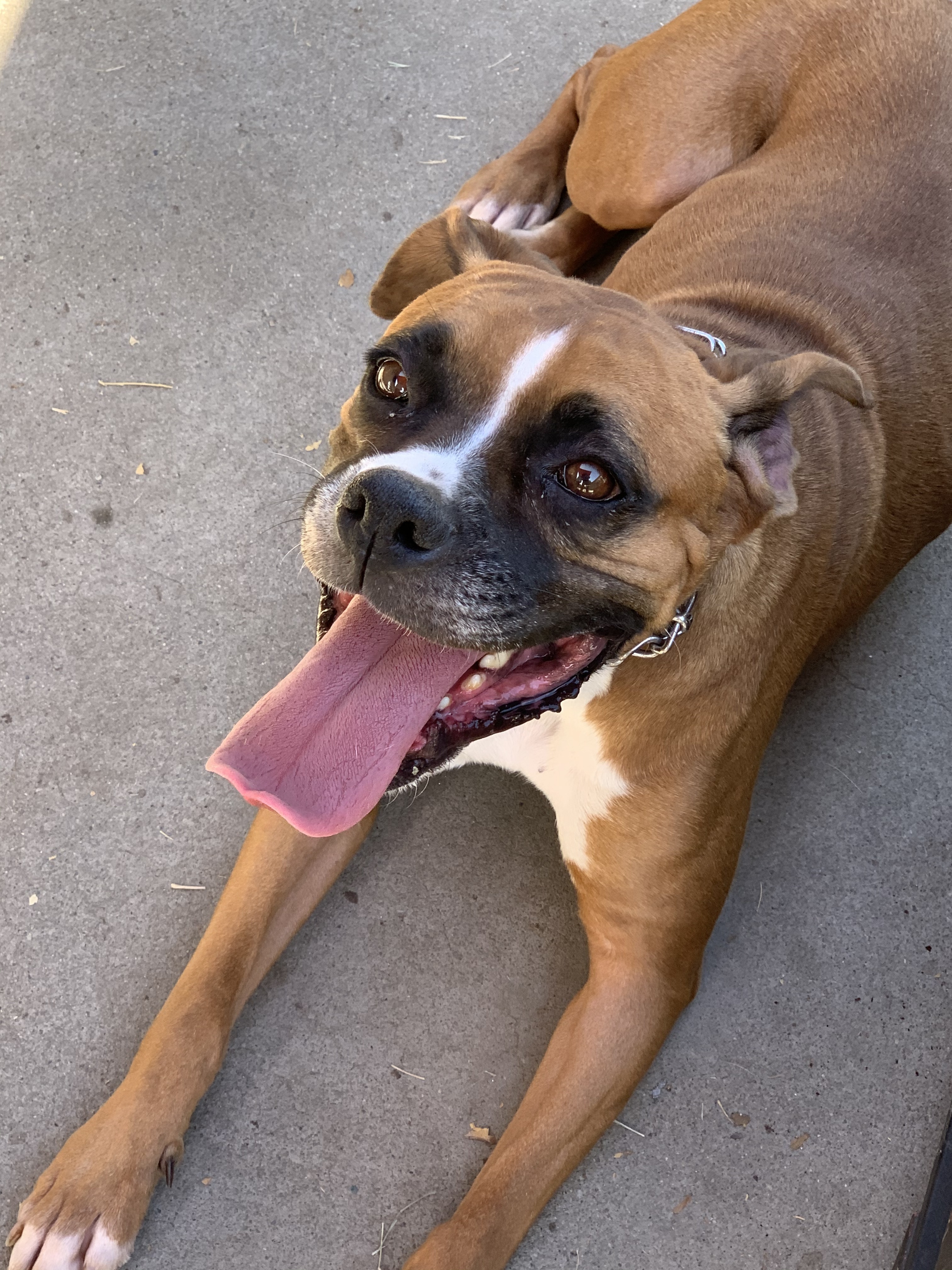 Sookie, an adoptable Boxer in Bakersfield, CA, 93306 | Photo Image 4