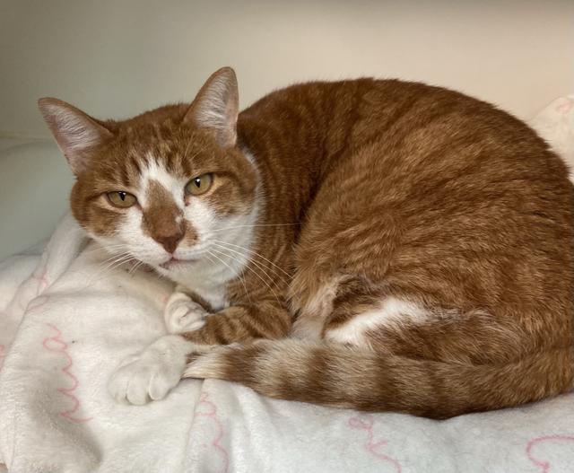 Hamlet, an adoptable Domestic Short Hair in Sandy, UT, 84070 | Photo Image 1